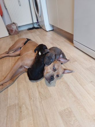 Cane Corso Amerikan Bully XL Mix Welpen