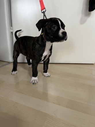 Cane Corso Amerikan Bully XL Mix Welpen