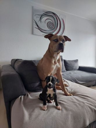 Cane Corso Amerikan Bully XL Mix Welpen