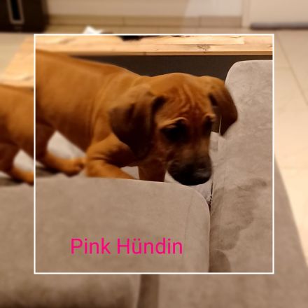 Rhodesien Ridgeback Welpen