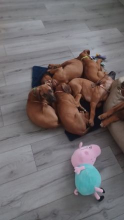 Rhodesien Ridgeback Welpen