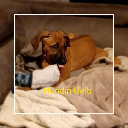 Rhodesien Ridgeback Welpen