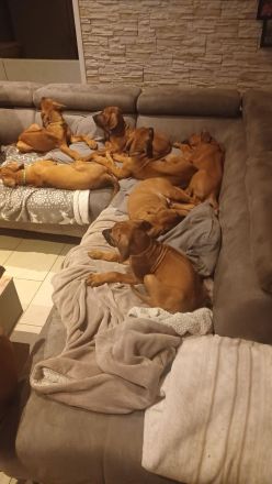 Rhodesien Ridgeback Welpen