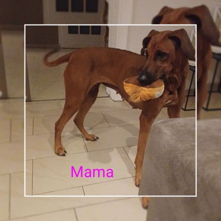 Rhodesien Ridgeback Welpen