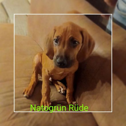 Rhodesien Ridgeback Welpen
