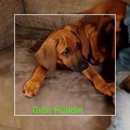 Rhodesien Ridgeback Welpen