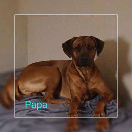 Rhodesien Ridgeback Welpen