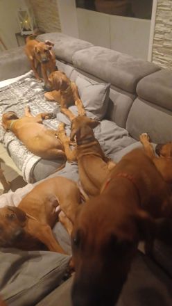 Rhodesien Ridgeback Welpen