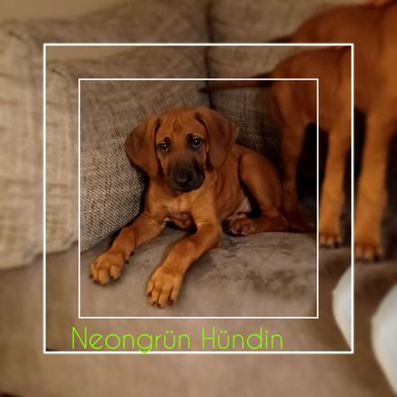 Rhodesien Ridgeback Welpen