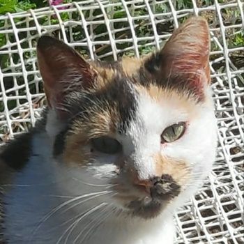 Molaya, geb. ca. 04/2022, lebt in GRIECHENLAND, auf einer privaten Pflegestelle