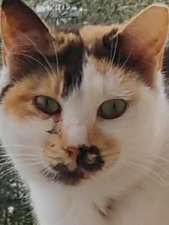 Molaya, geb. ca. 04/2022, lebt in GRIECHENLAND, auf einer privaten Pflegestelle