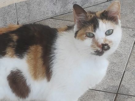 Molaya, geb. ca. 04/2022, lebt in GRIECHENLAND, auf einer privaten Pflegestelle