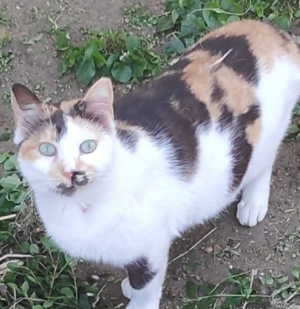 Molaya, geb. ca. 04/2022, lebt in GRIECHENLAND, auf einer privaten Pflegestelle