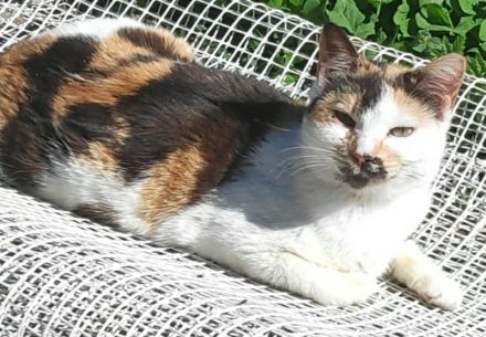 Molaya, geb. ca. 04/2022, lebt in GRIECHENLAND, auf einer privaten Pflegestelle