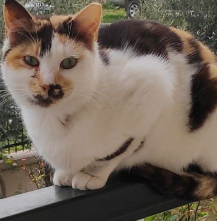 Molaya, geb. ca. 04/2022, lebt in GRIECHENLAND, auf einer privaten Pflegestelle