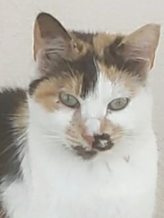 Molaya, geb. ca. 04/2022, lebt in GRIECHENLAND, auf einer privaten Pflegestelle