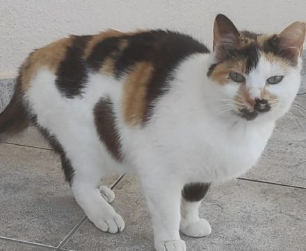 Molaya, geb. ca. 04/2022, lebt in GRIECHENLAND, auf einer privaten Pflegestelle