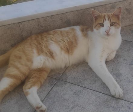 Marcio, geb. ca. 05/2021, lebt in GRIECHENLAND, auf einer privaten Pflegestelle