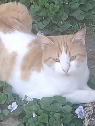 Marcio, geb. ca. 05/2021, lebt in GRIECHENLAND, auf einer privaten Pflegestelle