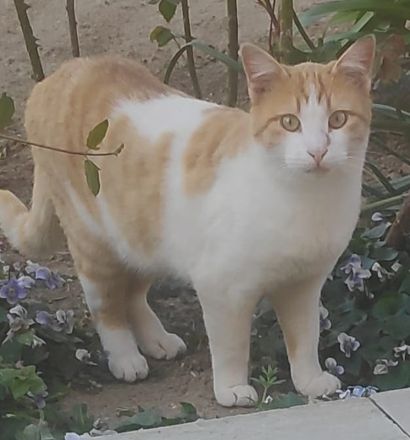 Marcio, geb. ca. 05/2021, lebt in GRIECHENLAND, auf einer privaten Pflegestelle