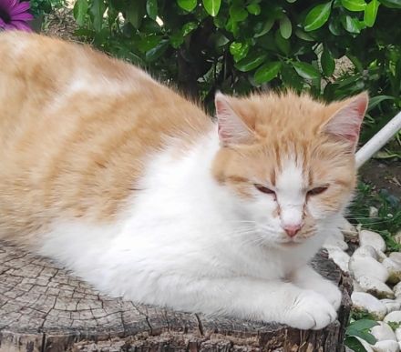 Marcio, geb. ca. 05/2021, lebt in GRIECHENLAND, auf einer privaten Pflegestelle