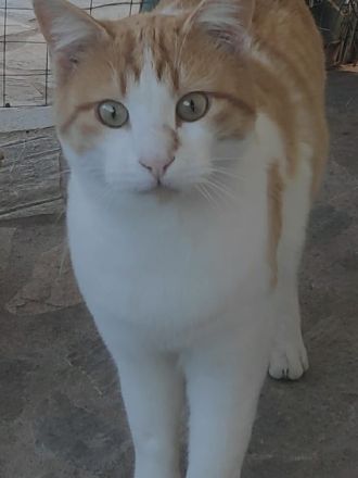 Marcio, geb. ca. 05/2021, lebt in GRIECHENLAND, auf einer privaten Pflegestelle