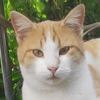 Marcio, geb. ca. 05/2021, lebt in GRIECHENLAND, auf einer privaten Pflegestelle