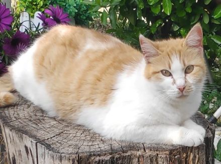 Marcio, geb. ca. 05/2021, lebt in GRIECHENLAND, auf einer privaten Pflegestelle