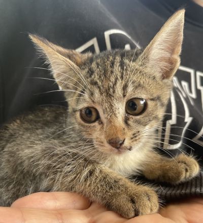 Lutzi, geb. ca. 08/2023, lebt in GRIECHENLAND, auf einer privaten Pflegestelle