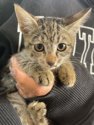 Lutzi, geb. ca. 08/2023, lebt in GRIECHENLAND, auf einer privaten Pflegestelle