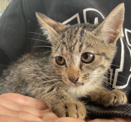 Lutzi, geb. ca. 08/2023, lebt in GRIECHENLAND, auf einer privaten Pflegestelle