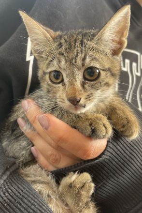 Lutzi, geb. ca. 08/2023, lebt in GRIECHENLAND, auf einer privaten Pflegestelle