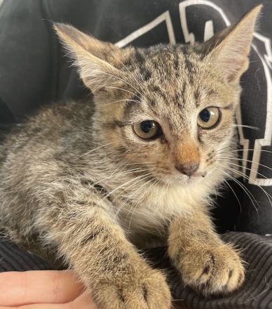 Lutzi, geb. ca. 08/2023, lebt in GRIECHENLAND, auf einer privaten Pflegestelle