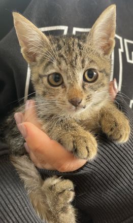 Lutzi, geb. ca. 08/2023, lebt in GRIECHENLAND, auf einer privaten Pflegestelle