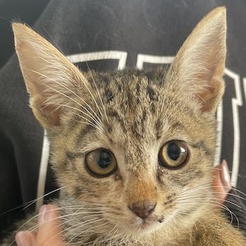 Lutzi, geb. ca. 08/2023, lebt in GRIECHENLAND, auf einer privaten Pflegestelle