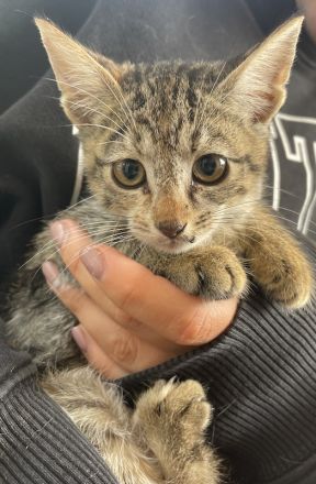 Lutzi, geb. ca. 08/2023, lebt in GRIECHENLAND, auf einer privaten Pflegestelle