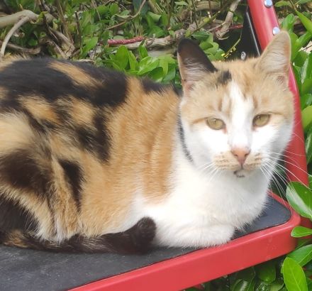 Lora, geb. ca. 05/2020, lebt in GRIECHENLAND, auf einer privaten Pflegestelle