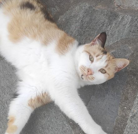 Lora, geb. ca. 05/2020, lebt in GRIECHENLAND, auf einer privaten Pflegestelle