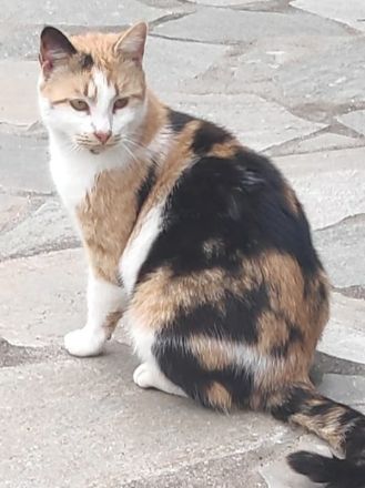 Lora, geb. ca. 05/2020, lebt in GRIECHENLAND, auf einer privaten Pflegestelle