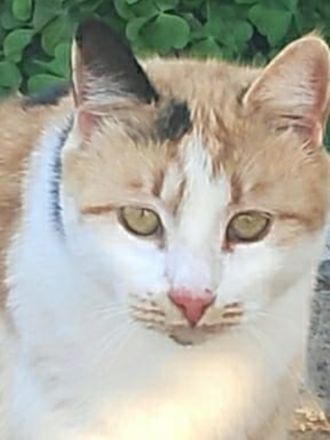 Lora, geb. ca. 05/2020, lebt in GRIECHENLAND, auf einer privaten Pflegestelle