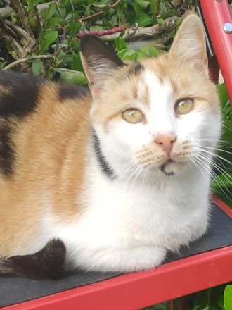 Lora, geb. ca. 05/2020, lebt in GRIECHENLAND, auf einer privaten Pflegestelle