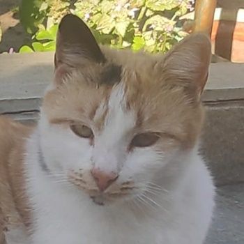 Lora, geb. ca. 05/2020, lebt in GRIECHENLAND, auf einer privaten Pflegestelle