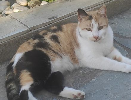 Lora, geb. ca. 05/2020, lebt in GRIECHENLAND, auf einer privaten Pflegestelle