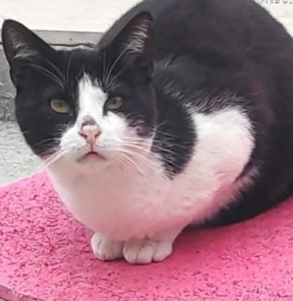 Leono, geb. ca. 05/2020, lebt in GRIECHENLAND, auf einer privaten Pflegestelle