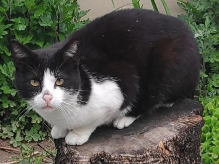 Leono, geb. ca. 05/2020, lebt in GRIECHENLAND, auf einer privaten Pflegestelle