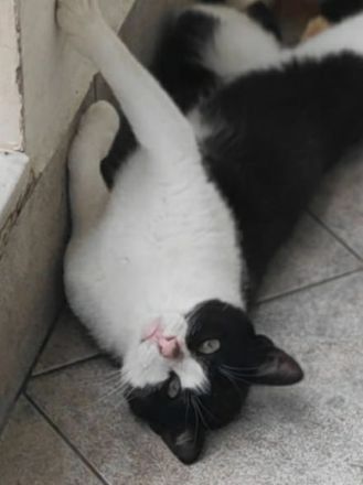 Leono, geb. ca. 05/2020, lebt in GRIECHENLAND, auf einer privaten Pflegestelle