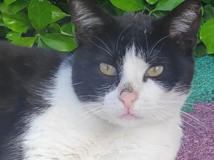 Leono, geb. ca. 05/2020, lebt in GRIECHENLAND, auf einer privaten Pflegestelle