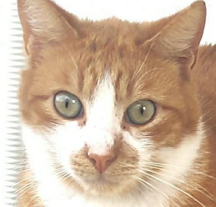 Benjico, geb. ca. 04/2021, lebt in GRIECHENLAND, auf einer privaten Pflegestelle