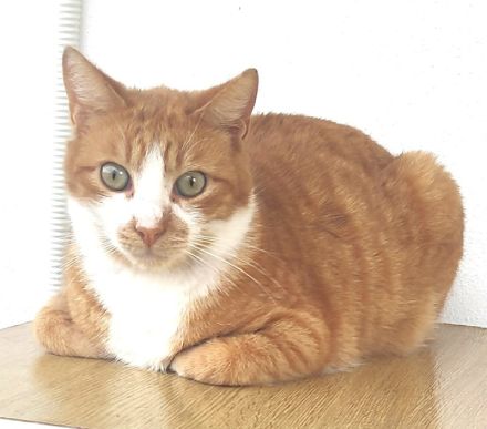 Benjico, geb. ca. 04/2021, lebt in GRIECHENLAND, auf einer privaten Pflegestelle