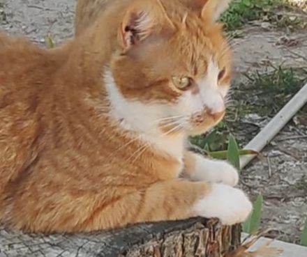 Benjico, geb. ca. 04/2021, lebt in GRIECHENLAND, auf einer privaten Pflegestelle